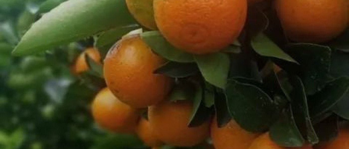Oranges
