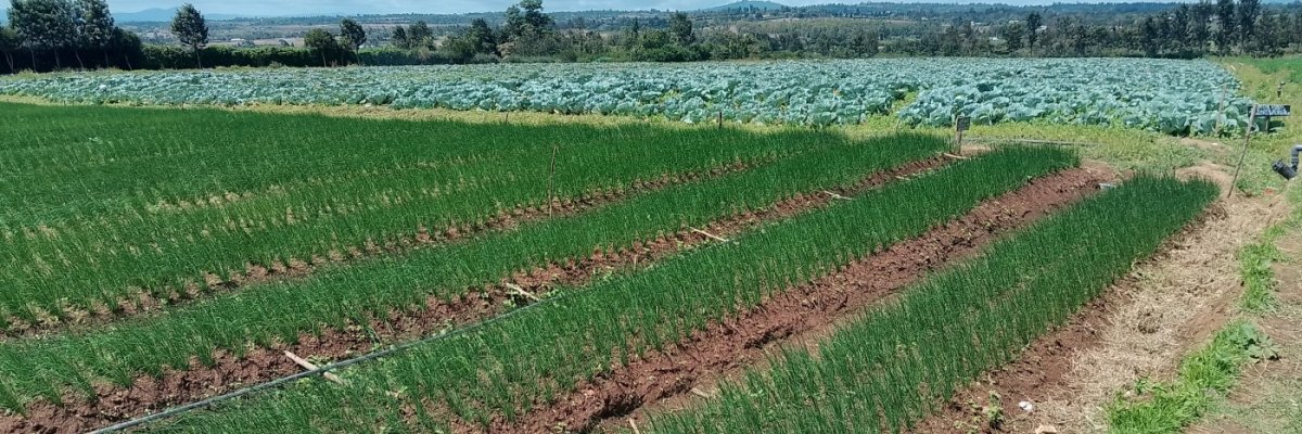 Kieni dairy products ltd