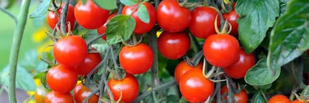 Grace strawberry farmer