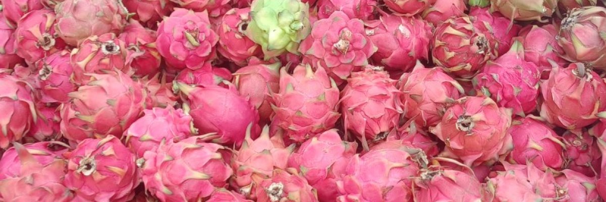 Dragon fruit Beerappa B Karigar form Hammigi Tq Mundargi District Gadag Pin code 582118