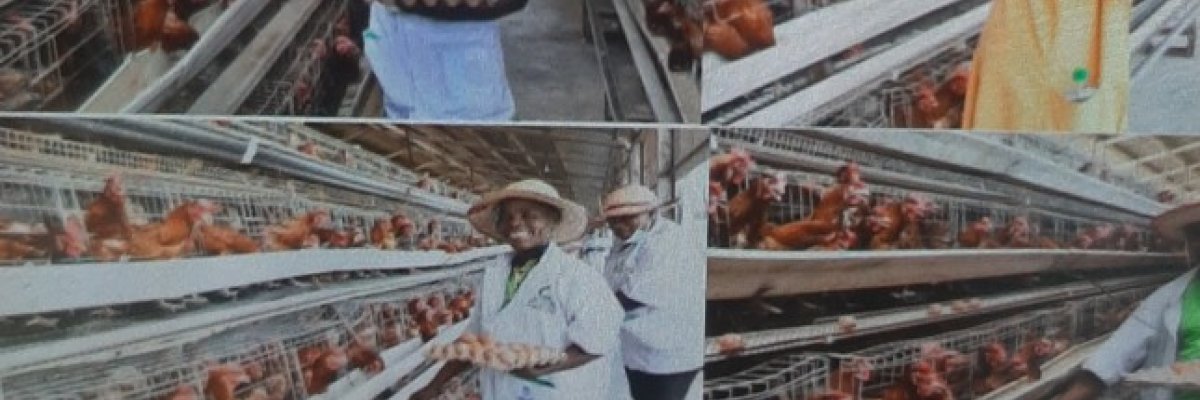 CSS Global Integrated farms