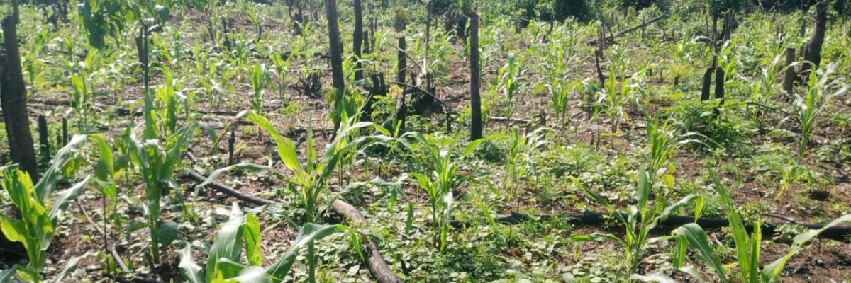 LINK-UP BY OMOBENDEL farms