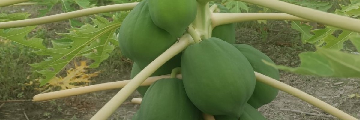 Papaya farming