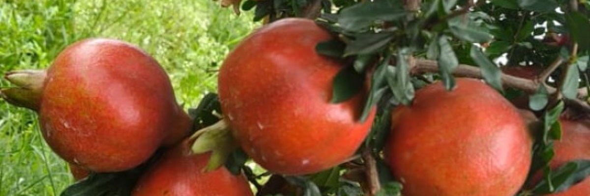 Padmanabha Enterprises