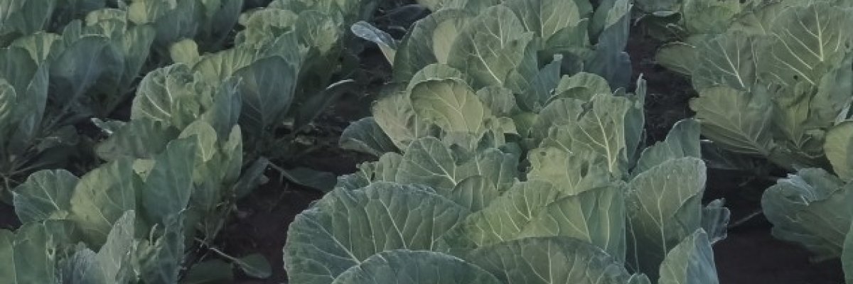 H and N Agricultural farming pty ltd