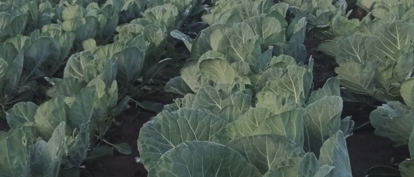 Cabbage
