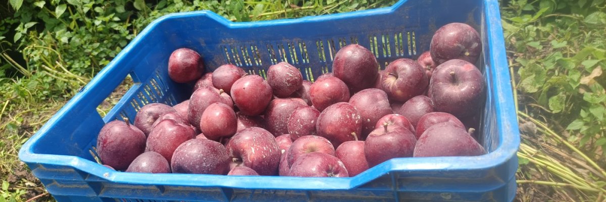 Rithul apple Farming