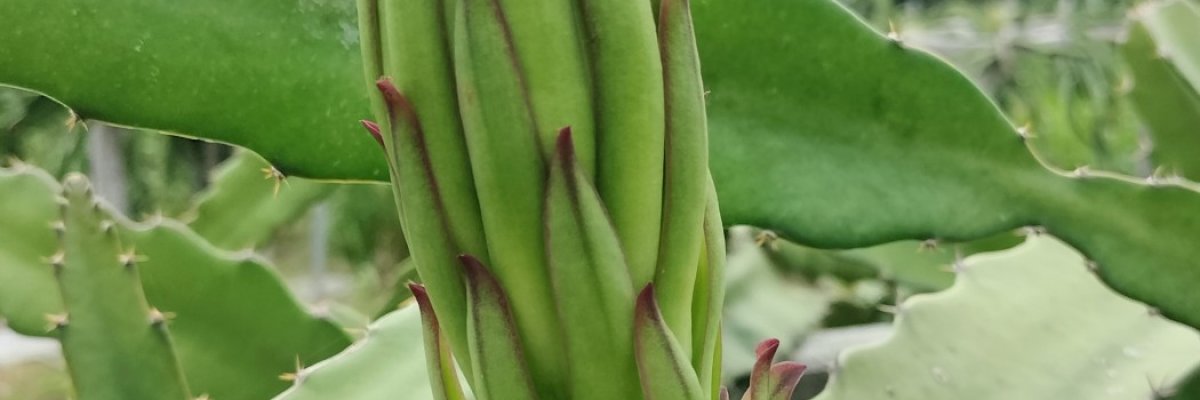 Kuku Dragon Fruit Farm