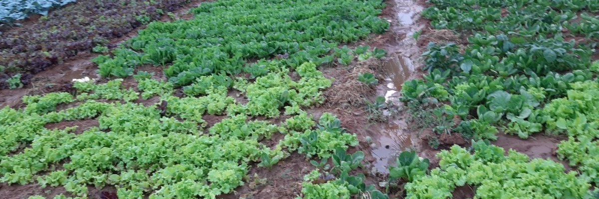 Farmfresh vegetables