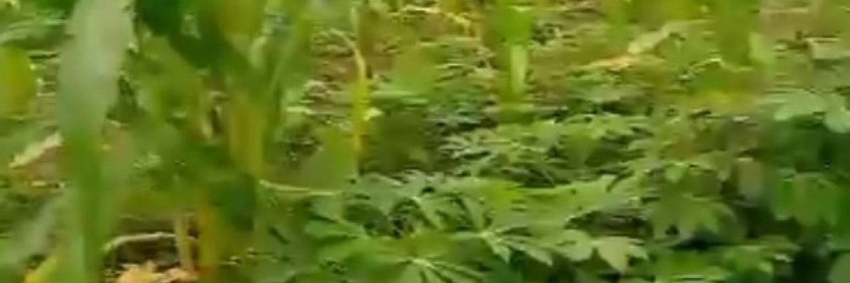 Headway Serial Entrepreneur