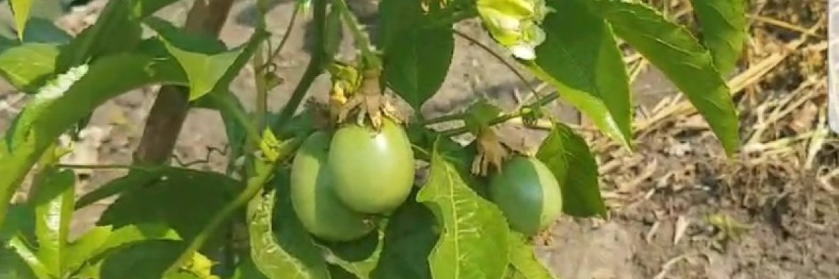 Isaac Passion fruit farm