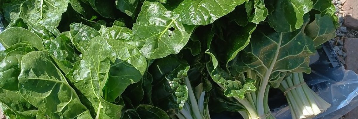 Golden Grow Harvest Farm