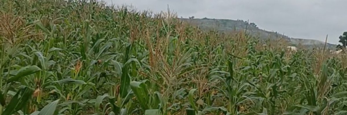 ADAALA GLOBAL CONSULT LIMITED