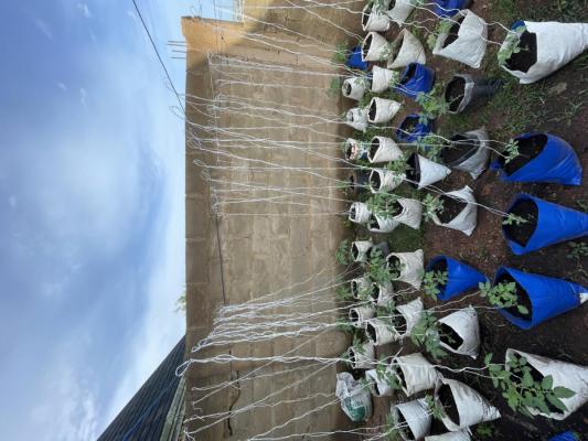 Majik farms agro allied