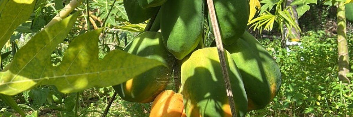 Papaya farm