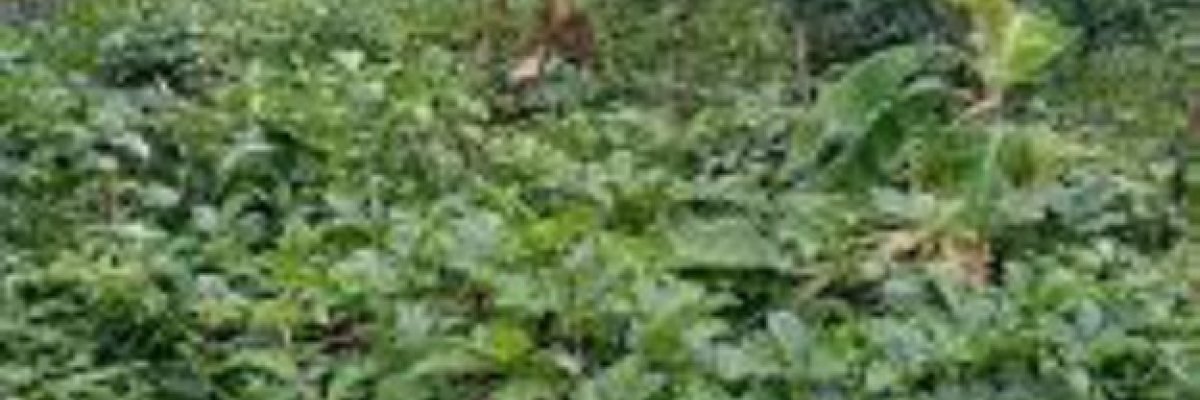 Eminent AgriTech Farm