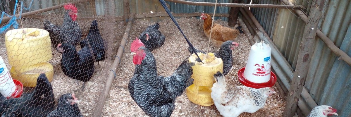 Centovet Agri-Enterpise Development