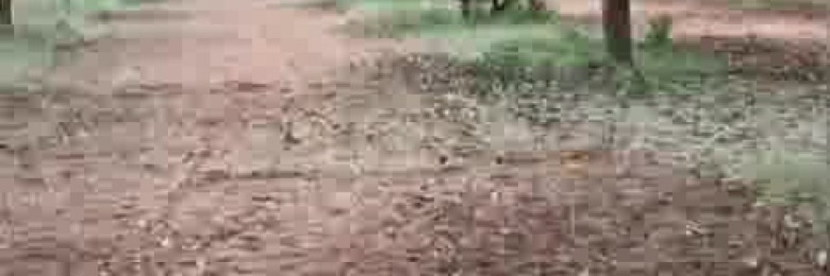 Padmalayam Agri. & Aqua. Farm