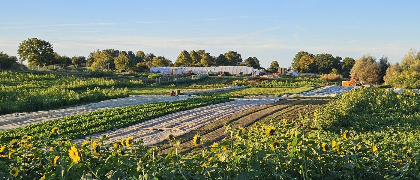 Swiss Chard