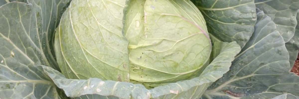 Rebafenyi Skills Development