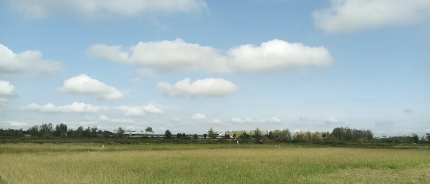 Ricebean