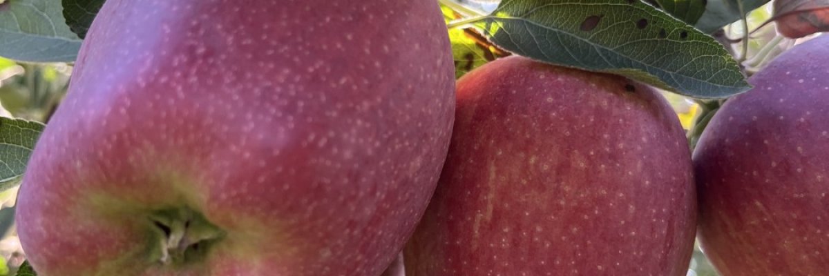 FIRST KASHMIRI APPLE
