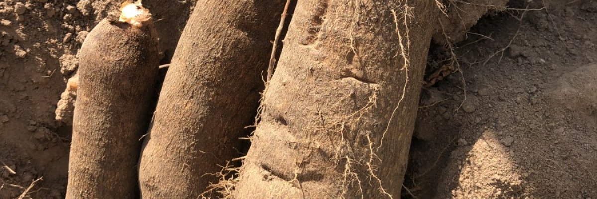 Buowandra Continental LTD