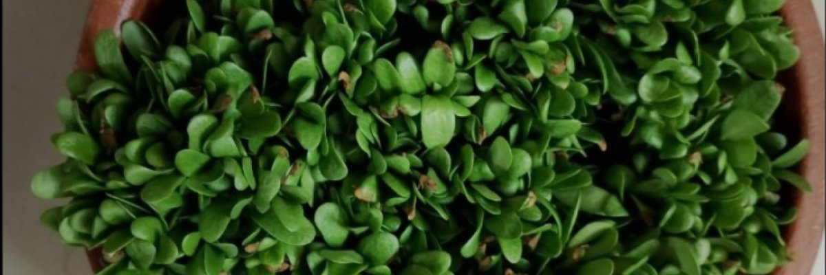 Marikolundhu Microgreens