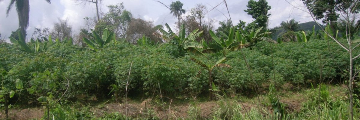 Shedolee enterprises