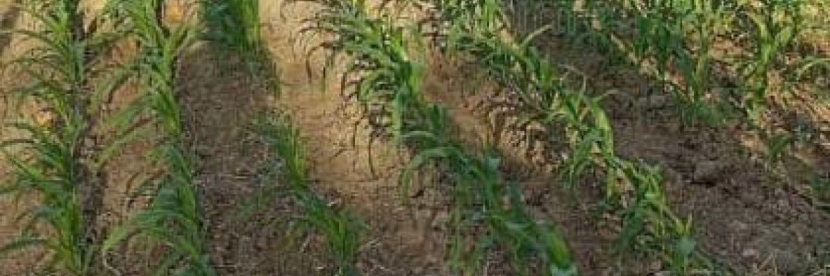 Green valley farmers