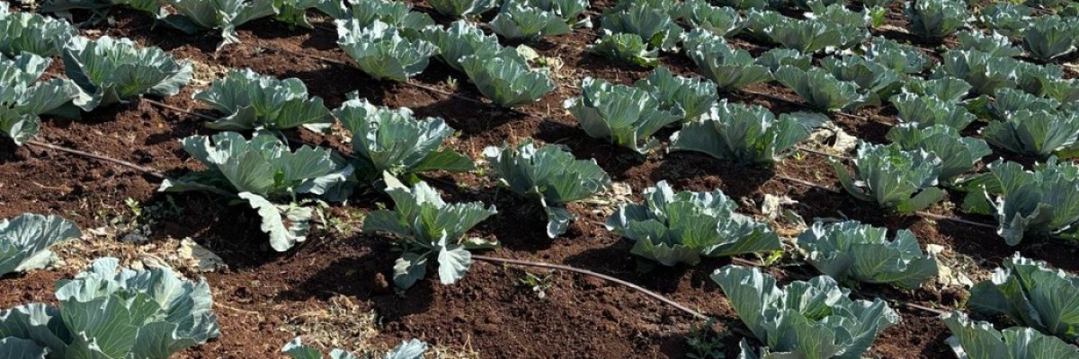 Nutritious Picks Farm