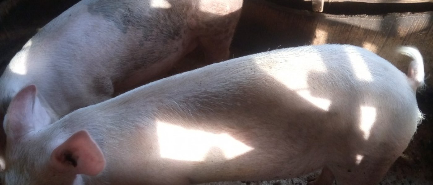 Large White Pigs