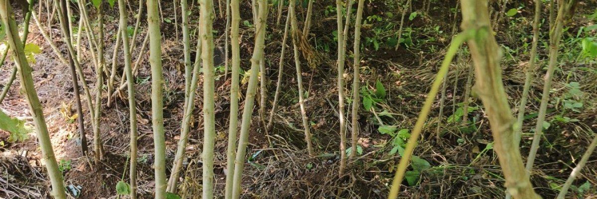 Shekinah Farms company Ltd