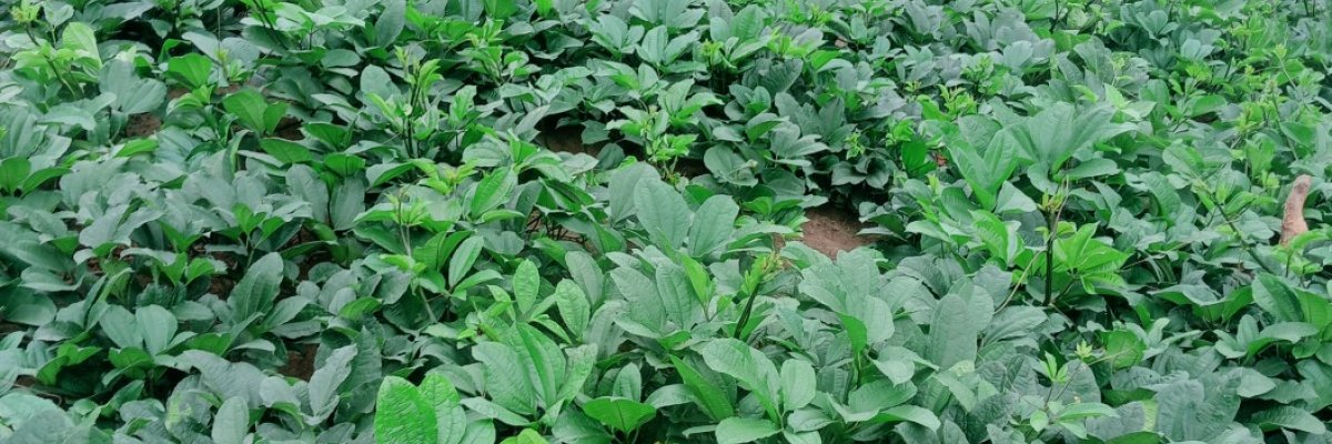 Emmy vegetables farm