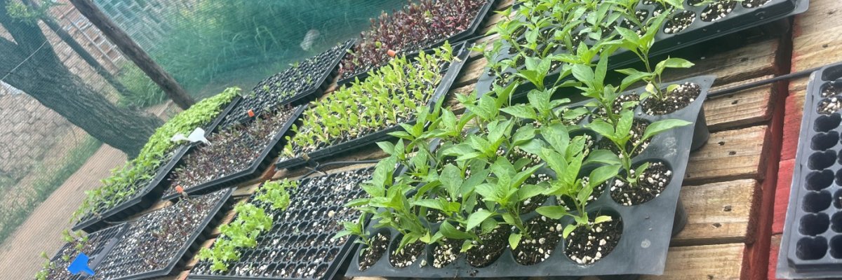 Tlou innovations projects (pty)Ltd