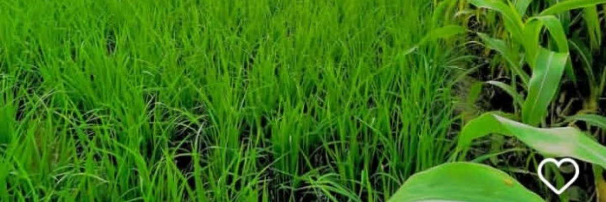 Vihan Fresh vegetables