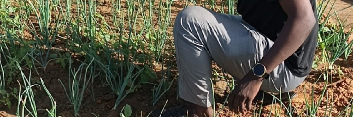 Kwakwazo Onion and Garlic NG Ltd