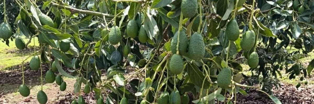 ECHONESS INTERNATIONAL SOLUTIONS