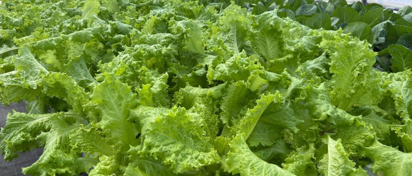 Romaine Lettuce
