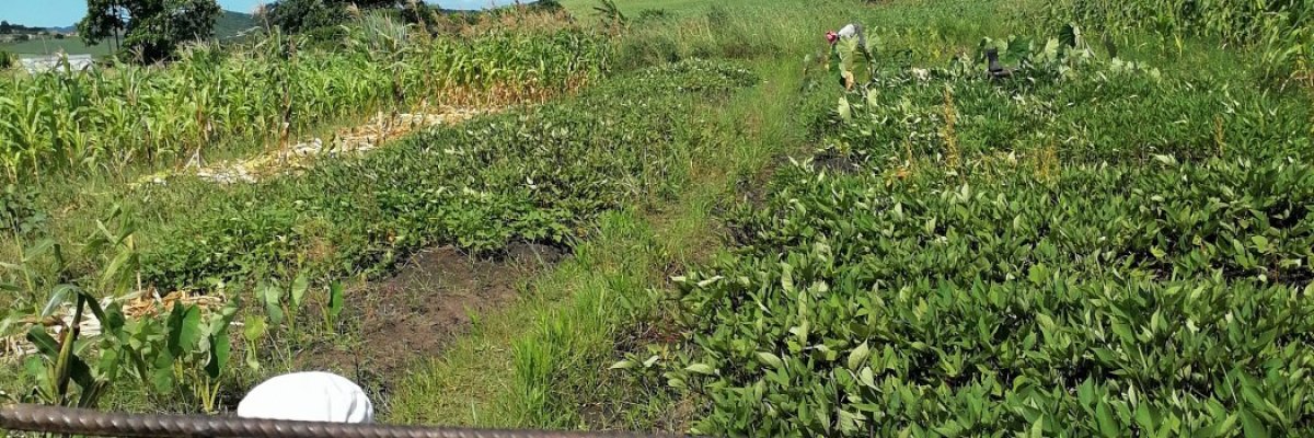 Nolwayz Agric Farming