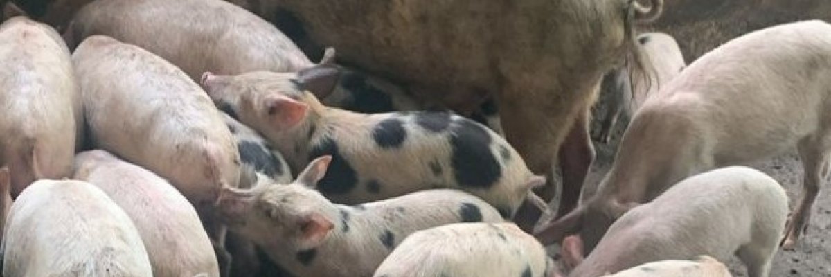 Ovirock Enterprses & Co