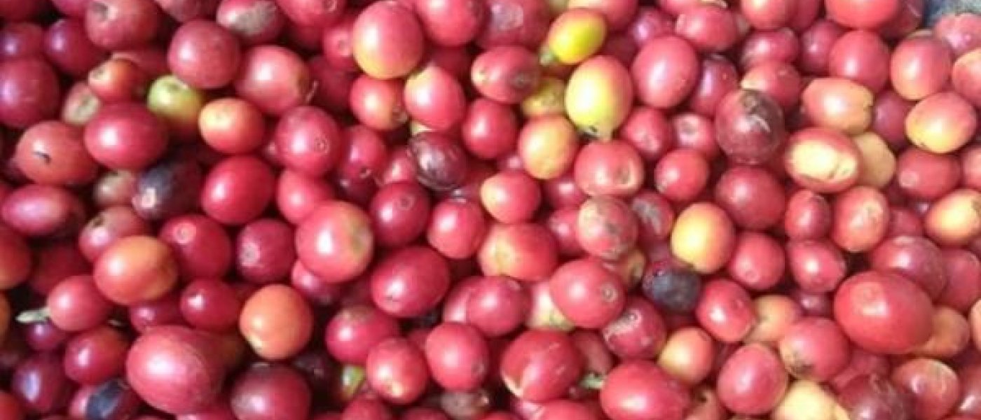 First Class Coffee Beans