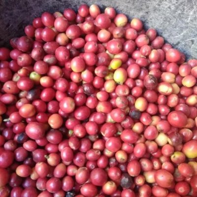 First Class Coffee Beans