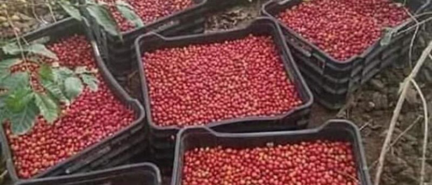 Second Class Coffee Beans