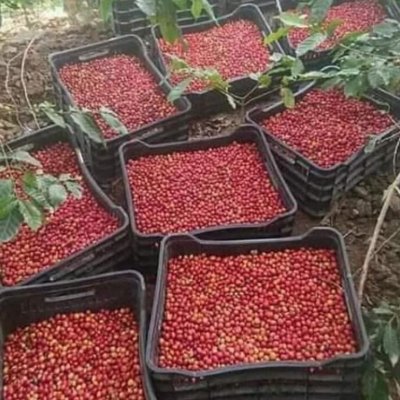 Second Class Coffee Beans