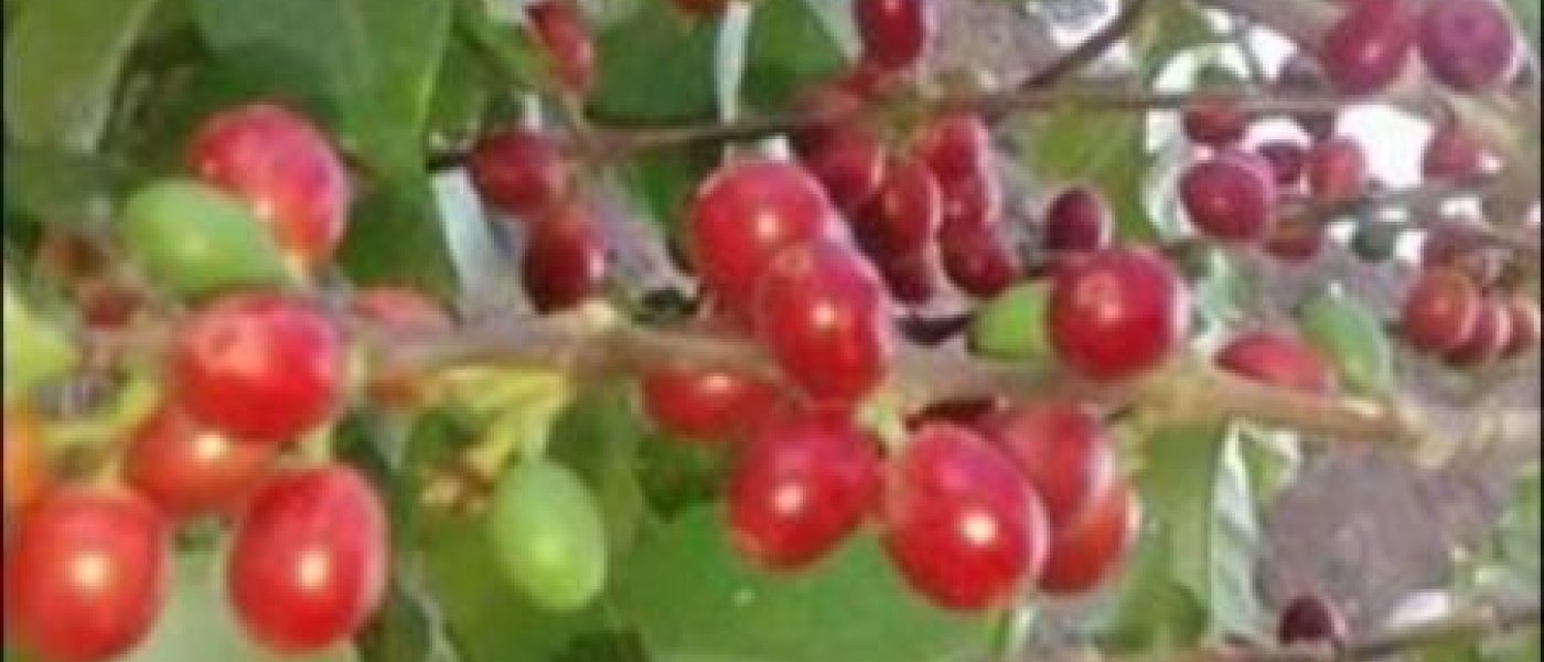 Third Class Coffee Beans