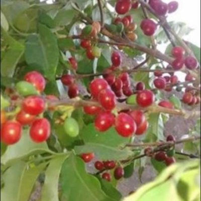 Third Class Coffee Beans