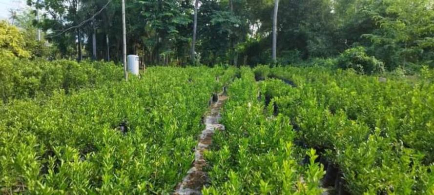 Jesreel Plant Nursery