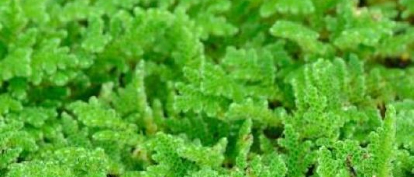 Azolla seeds fresh all year round.