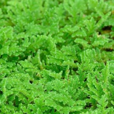 Azolla seeds fresh all year round.